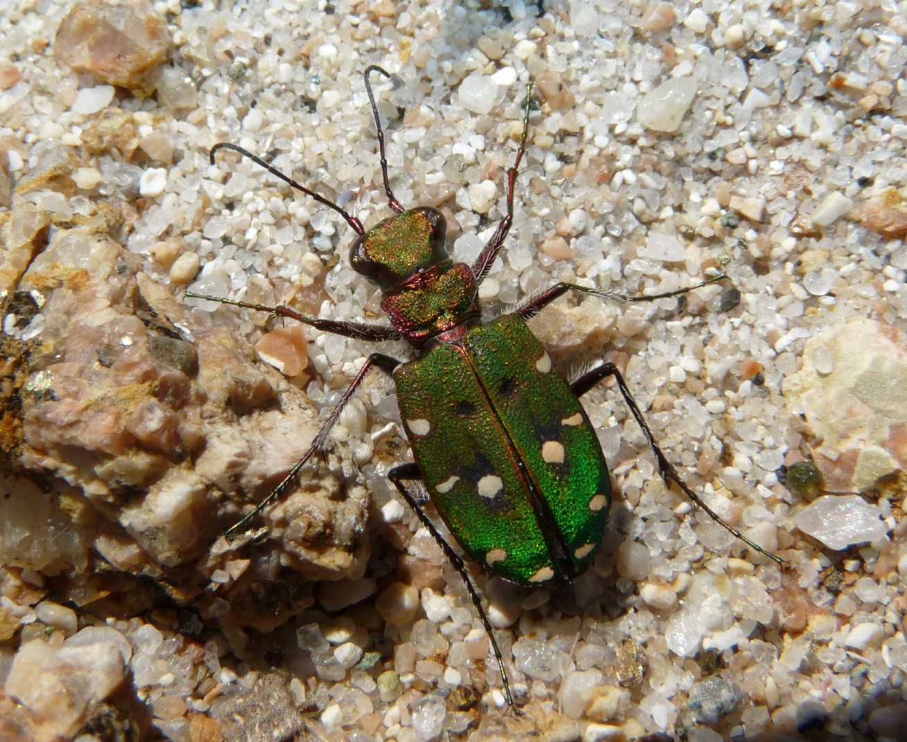 Cicindela campestris corsicana